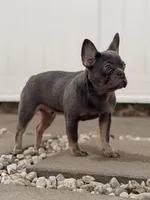 Saint, a male French Bulldog for sale in Chicago, IL – Photo 2 of 4