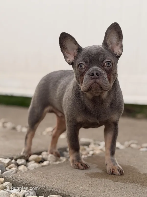 Saint – French Bulldog puppy for sale in Chicago, IL