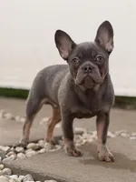 Saint, a male French Bulldog for sale in Chicago, IL – Photo 1 of 4