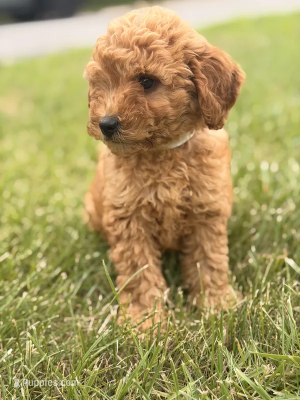 Charlie – Miniature Goldendoodle puppy for sale in Chicago, IL