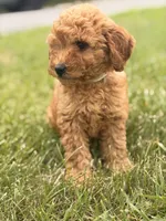 Charlie, a male Miniature Goldendoodle for sale in Chicago, IL – 1 of 1