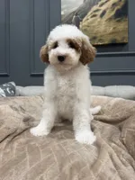 Bear, a male Miniature Goldendoodle for sale in Chicago, IL – 2 of 5