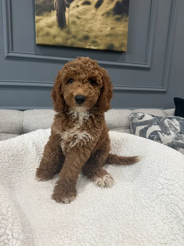 Lexy – Miniature Goldendoodle puppy for sale in Chicago, IL