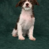 Liberty, a female Shihpoo for sale in Chicago, IL – Photo 3 of 5