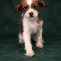 Liberty, a female Shihpoo for sale in Chicago, IL – Photo 5 of 5