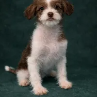Liberty, a female Shihpoo for sale in Chicago, IL – Photo 1 of 5