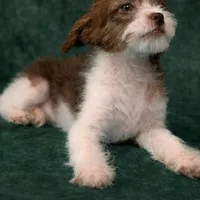 Liberty, a female Shihpoo for sale in Chicago, IL – Photo 4 of 5