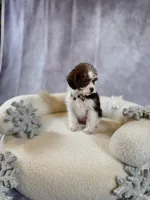 processed/b93d689e-30e3-47b5-9165-da31c792ca56/listing/b281bf64-1a3f-4906-80c8-6d7c418dac2a/d9f777ca-03da-4092-bd37-8fa9dc32c0a7