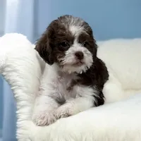 Liberty, a female Shihpoo for sale in Chicago, IL – Photo 2 of 5
