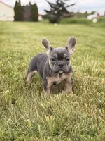 Brooklyn , a female French Bulldog for sale in Chicago, IL – 2 of 4