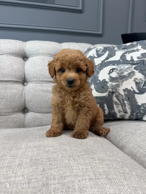 Roscoe – Miniature Goldendoodle puppy for sale in Chicago, IL