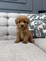 Roscoe, a male Miniature Goldendoodle for sale in Chicago, IL – 1 of 4