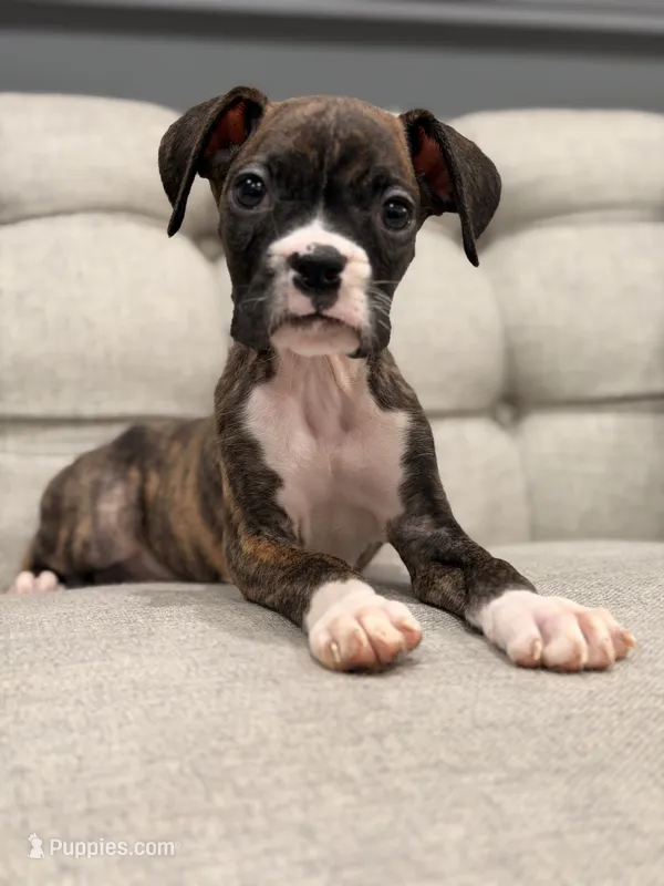 Bolt  – Boxer puppy for sale in Chicago, IL