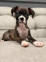 Bolt , a male Boxer for sale in Chicago, IL – 1 of 6