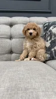 Luther, a male Poodle - Miniature  for sale in Chicago, IL – 3 of 4