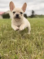 Bubbles, a female French Bulldog for sale in Chicago, IL – 2 of 4