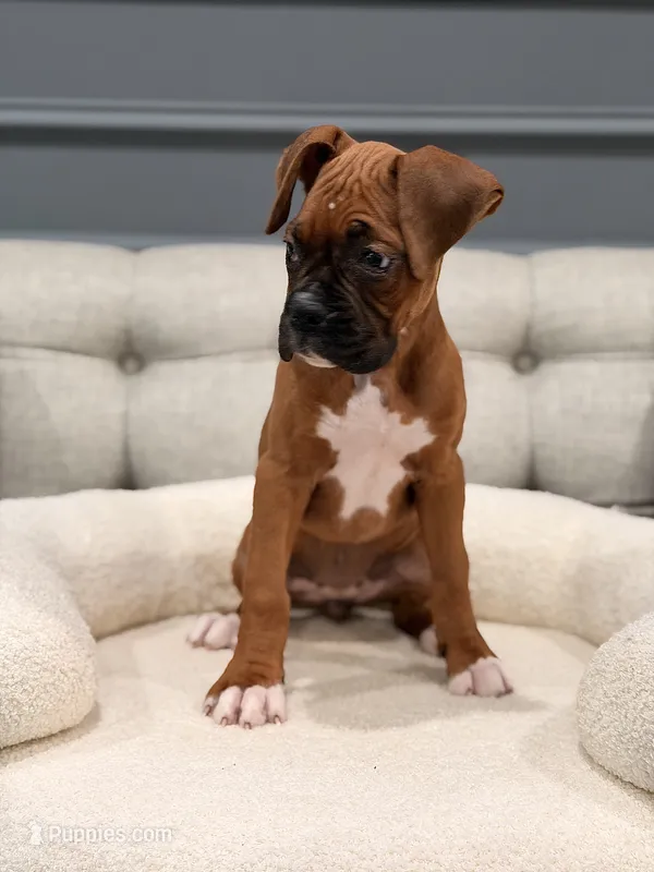 Zara – Boxer puppy for sale in Chicago, IL