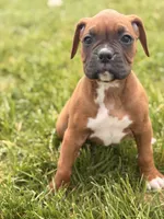 Ruth, a female Boxer for sale in Chicago, IL – 2 of 5