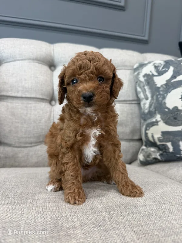 Ollie – Poodle - Toy  puppy for sale in Chicago, IL