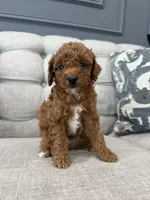 Ollie, a male Poodle - Toy  for sale in Chicago, IL – 1 of 5