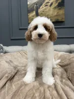 Bear, a male Miniature Goldendoodle for sale in Chicago, IL – 3 of 5