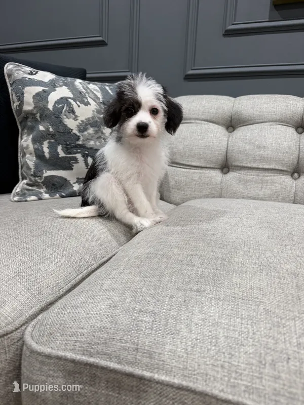 Nala  – Shihpoo puppy for sale in Chicago, IL