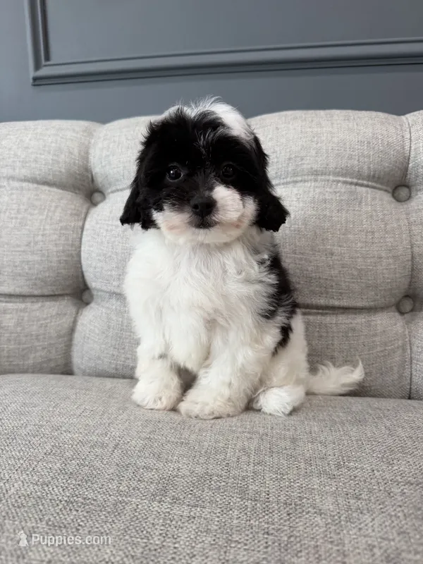 Gigi – Shihpoo puppy for sale in Chicago, IL