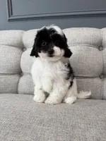 Gigi, a female Shihpoo for sale in Chicago, IL – 1 of 4