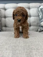 Ollie, a male Poodle - Toy  for sale in Chicago, IL – 4 of 5