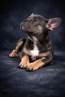 Amora, a female French Bulldog for sale in Chicago, IL – Photo 3 of 3