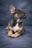 Amora, a female French Bulldog for sale in Chicago, IL – Photo 2 of 3