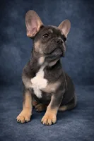 Amora, a female French Bulldog for sale in Chicago, IL – Photo 1 of 3
