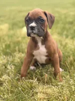 Zara, a female Boxer for sale in Chicago, IL – 1 of 4