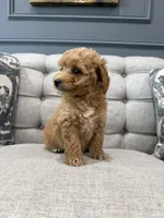 Enzo, a male Miniature Goldendoodle for sale in Chicago, IL – 3 of 4