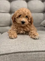 Lexi, a female Miniature Goldendoodle for sale in Chicago, IL – Photo 2 of 4