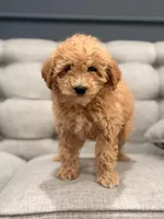 Lexi, a female Miniature Goldendoodle for sale in Chicago, IL – Photo 3 of 4