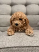 Lexi, a female Miniature Goldendoodle for sale in Chicago, IL – Photo 4 of 4