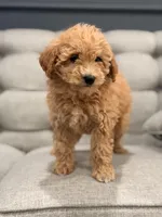 Lexi, a female Miniature Goldendoodle for sale in Chicago, IL – Photo 1 of 4