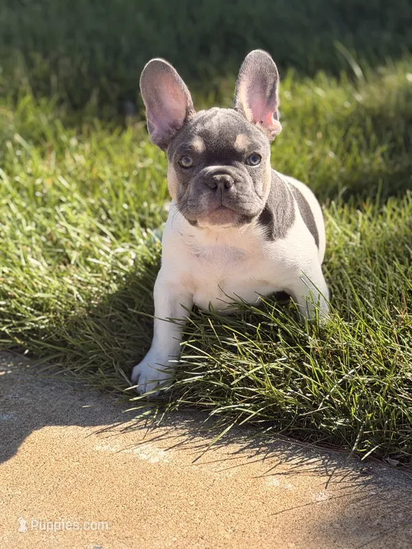 Carter – French Bulldog puppy for sale in Chicago, IL