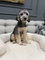 Theo, a male Poodle - Toy  for sale in Chicago, IL – 3 of 5