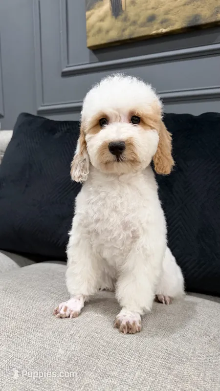 Luke – Poodle - Miniature  puppy for sale in Chicago, IL