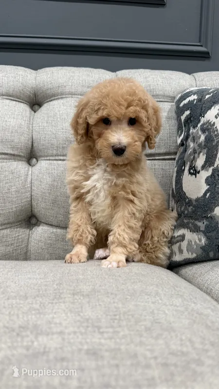 Luther – Poodle - Miniature  puppy for sale in Chicago, IL