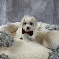 Robel, a male Shihpoo for sale in Chicago, IL – Photo 4 of 4