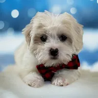 Robel, a male Shihpoo for sale in Chicago, IL – Photo 1 of 4