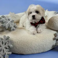 Robel, a male Shihpoo for sale in Chicago, IL – Photo 2 of 4