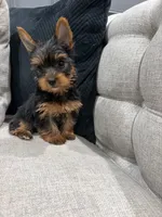 Fendi, a female Yorkshire Terrier for sale in Chicago, IL – 5 of 5