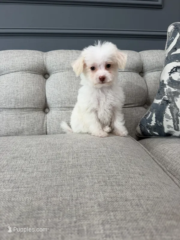 Lacey – Shihpoo puppy for sale in Chicago, IL