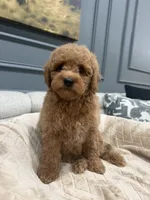 Coco, a female Miniature Goldendoodle for sale in Chicago, IL – 4 of 5