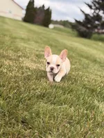 Bandit, a male French Bulldog for sale in Chicago, IL – 4 of 4