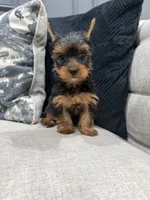 Fendi, a female Yorkshire Terrier for sale in Chicago, IL – 2 of 5